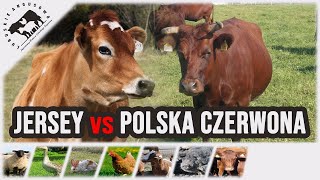 Lubuskie Angusowo  S3 E37  Polska Czerwona czy Jersey [upl. by Idoj555]