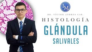 Histología  Sistema digestivo  Glándulas salivales [upl. by Liatris]