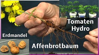 Affenbrotbaum umpflanzen  Erdmandel  Tomaten Hydroponic [upl. by Nancy]