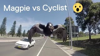 Magpie Attacks Cyclist in Australia 😱😱😱 [upl. by Benoit]