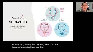 NPLEX I Embryology Gastrulation Neuralation and Organogenesis [upl. by Annawt]