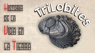 HVT Trilobites mini documental [upl. by Zeculon]