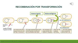 Recombinación en bacterias Transformación [upl. by Trinetta]