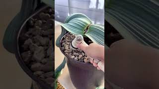 Welwitschia mirabilis cactus succulents gardening plants [upl. by Maybelle]