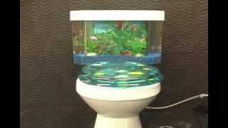 Fish N Flush  Toilet Tank Aquarium [upl. by Oliric]