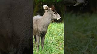 🦌◇² Tufted Deer Elaphodus cephalophus in Deer Family Cervidae [upl. by Ellenyl]