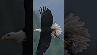 The Bald eagle Unveiling Natures Fierce predator eagles baldeagle birds [upl. by Atir]