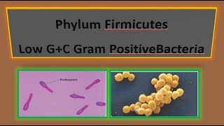 Phylum Firmicutes I Low GC Gram Positive Bacteria I Domain Bacteria I Microbiology [upl. by Lynden]