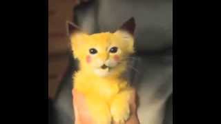 Pikachu Kitty Attacks  Best Vines [upl. by Nyliak]