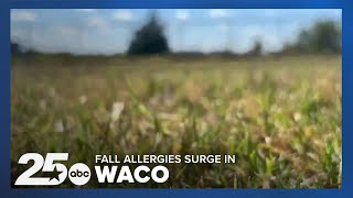 Fall Allergies Spike in Waco Tips to Protect Yourself [upl. by Adle]