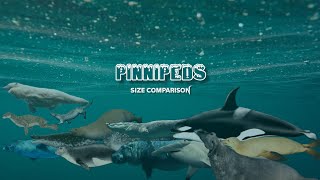 PINNIPEDS  Size comparison [upl. by Olaf]