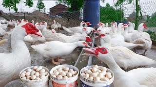 Harvesting Muscovy Duck Eggs  Daily Working on the Farm Harvest Muscovy Duck Eggs for Hatching [upl. by Irita]