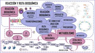 COMPONENTES DE UNA REACCIÓN Y UNA RUTA BIOQUÍMICA [upl. by Delorenzo]