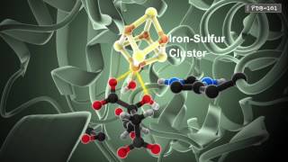 How Enzymes Work from PDB101 [upl. by Erle]