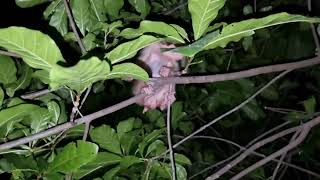 i found an abandoned baby monkey at night [upl. by Nisior619]