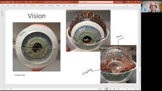 Biology 2020 The Somatic Nervous System Eye Anatomy Video 7 [upl. by Nyrol]