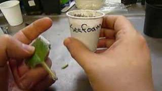 How to start an African Violet from a leaf [upl. by Ellebanna]