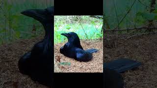 Crows Let Ants ATTACK Them But Whats the REAL Reason animalfacts [upl. by Wiskind]