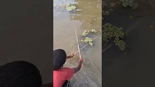 Amazing Rural Boy catching Huge Deshi fish by Ucha net in Beel uchanettrapfishing catchfish [upl. by Ahern]