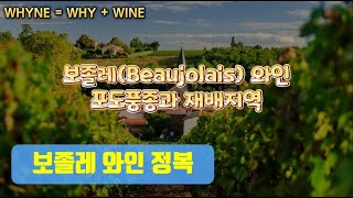 프랑스 보졸레Beaujolais 와인 정리 [upl. by Enyrhtac]