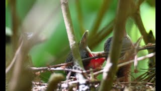 Yellowvented Bulbul amp Nestlings [upl. by Aitnahc185]