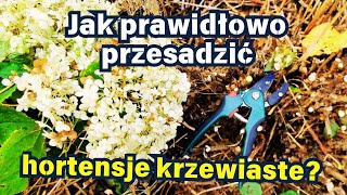 Jak prawidłowo przesadzić hortensje krzewiaste 🌿 ✂️ 🌧️ [upl. by Ahcarb]