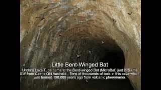 Bent Wing Bats  Undara Lava Tubes Qld Australia [upl. by Asiela]