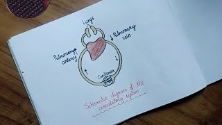 Schematic diagram of the circulatory system [upl. by Hendrickson]