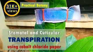 Study of Stomatal and Cuticular transpiration using cobalt chloride paper [upl. by Edieh]