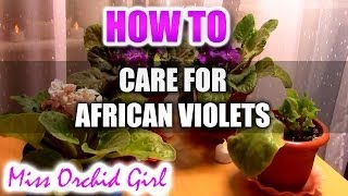 How to care for African Violets and more [upl. by Justine]