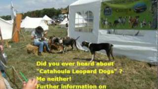 Louisiana Catahoula Leopard Dog [upl. by Latricia]