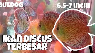 Ternak ikan Discus tanpa Heater pemanas aquarium breeding discus fish [upl. by Nigel]