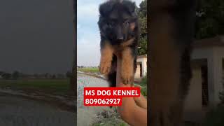 MS DOG KENNEL garmanshefad पप्पी aveilbal of sell [upl. by Suruat670]