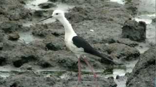 高蹺鴴 Blackwinged stilt  鳴叫聲 chirping sound [upl. by Rotkiv872]