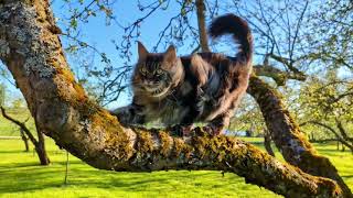 Maine Coon Cat On Tree Branch With Moss At Park On Windy Day closeup shot [upl. by Ymmik]