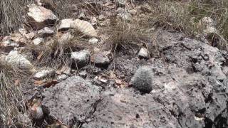 Cacti in Guadalupe Mountains [upl. by Ehling]