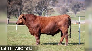 Hicks Beef Lot 11  ABC T614 [upl. by Eem]