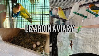 Hamara lovebird na egg da diya🥰 aur aj aviary ma lizard ghus gae🦎🦎 [upl. by Bernardo69]