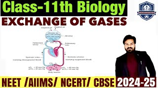 Gaseous Exchange in lungs  Exchange of Gases Human Respiratory System  Class 11 Biology NEET [upl. by Airdua346]