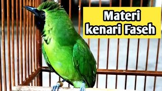 Pancingan Cucak Ijo Bongkar Isian Kenari faseh [upl. by Beitch75]