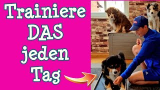 3 EFFEKTIVE ÜBUNGEN die du JEDEN TAG mit deinem Hund machen solltest ✅ [upl. by Elberfeld660]