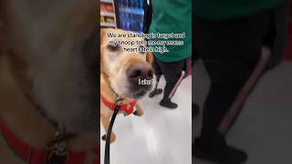 service dog alerting his handler in line an amazing boy servciedog dog ytshorts youtubeshorts [upl. by Yetac]