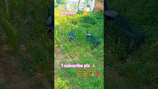 Peacock 🦚 peacock sound 🔥birdsbirdsoundspeacockbirdvoicesoundsongytytshort [upl. by Sobel964]