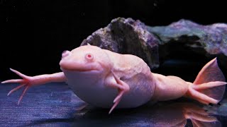 Enormous Albino African Clawed Frog [upl. by Nosreve]