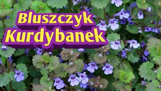 374 Bluszczyk Kurdybanek [upl. by Inigo]