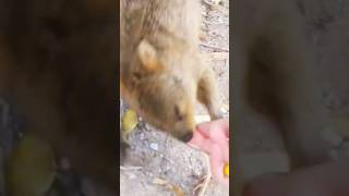 When Quokkas attack animals wildlife [upl. by Burnsed]