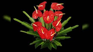 HEART SHAPED RED ANTHURIUMS FLORAL ARRANGEMENT [upl. by Yesnikcm]