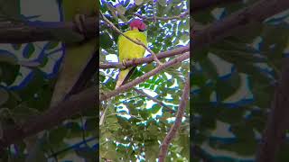 birds wildlife Plum headed parakeet birdslover [upl. by Gisele]