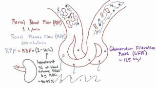 Glomerular Filtration Rate GFR and Filtration Fraction FF [upl. by Nwahsud759]