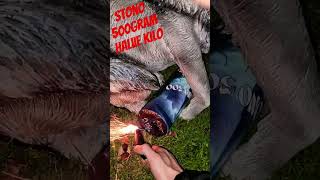 HALVE KILO GROUND SALUTE STONO 500 500GR50GR TITANIUM vuurwerk fireworks titanium cipolla [upl. by Mik920]